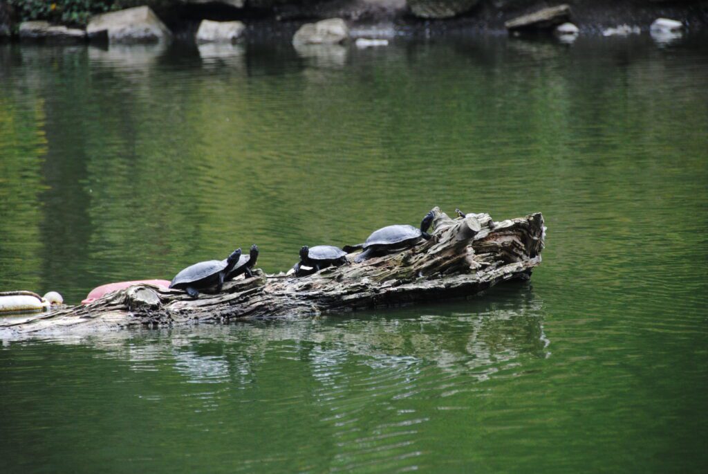 que ver en san francisco en 4 dias