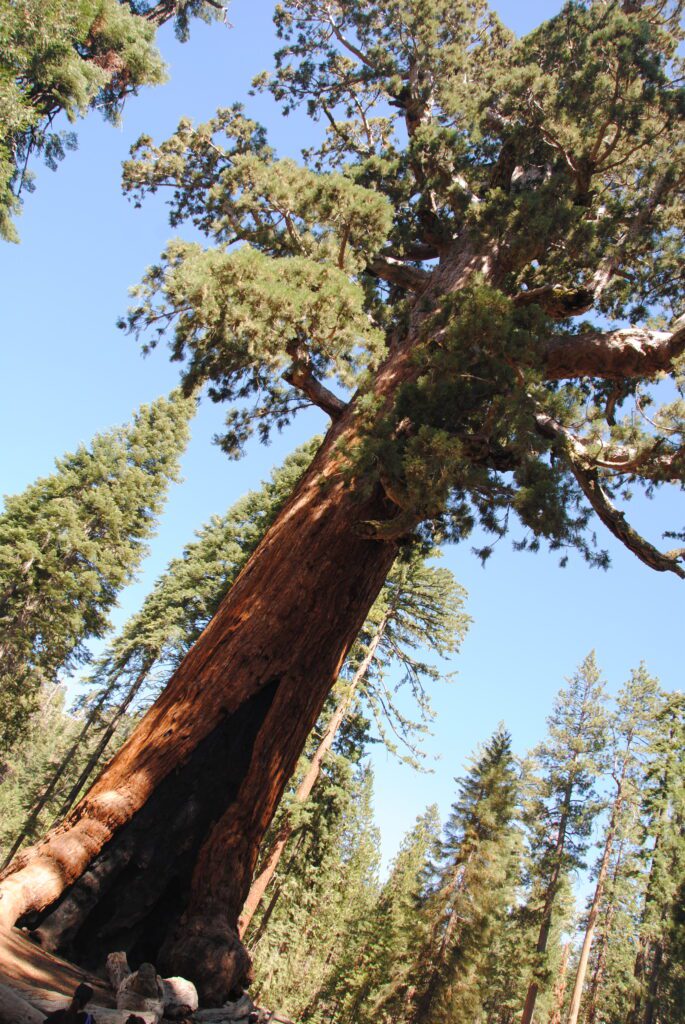 viaje a yosemite valley