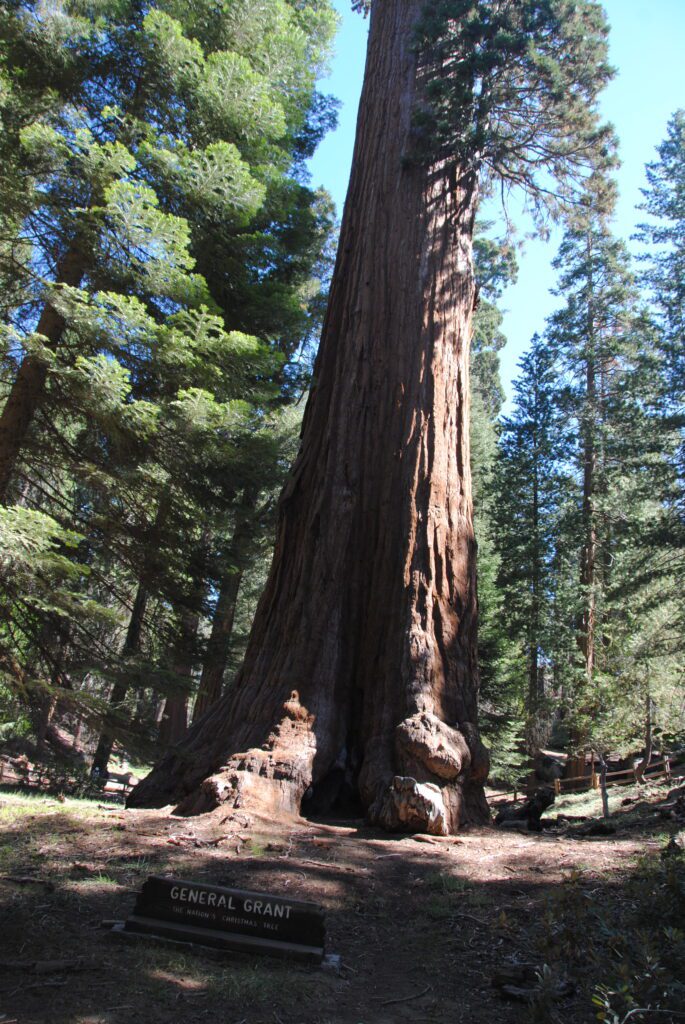 que ver en sequoia national park
