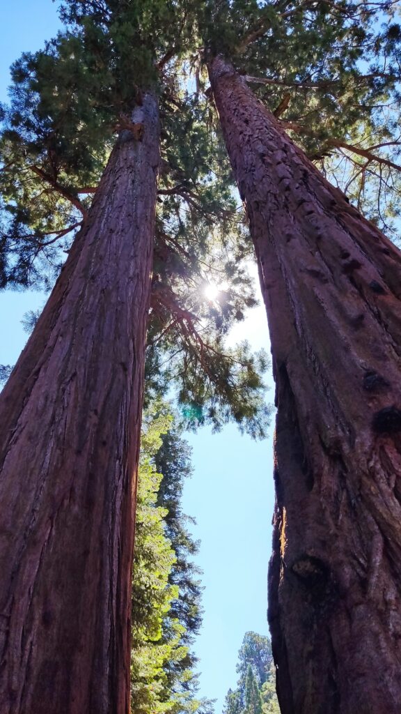 parque de las secuoyas
