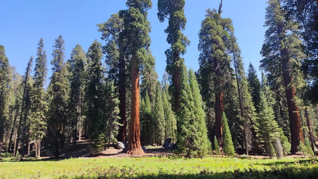 sequoia park