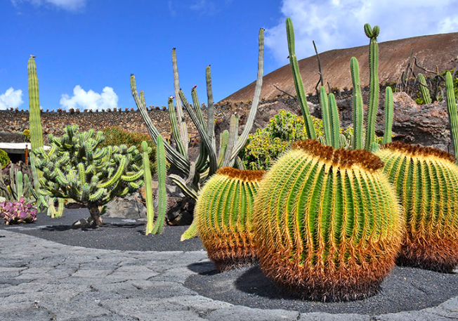 conocer lanzarote jardin de cactus