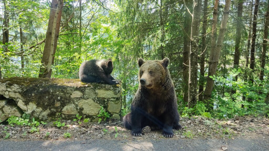 osos pardos en carretera de Transfăgărășan