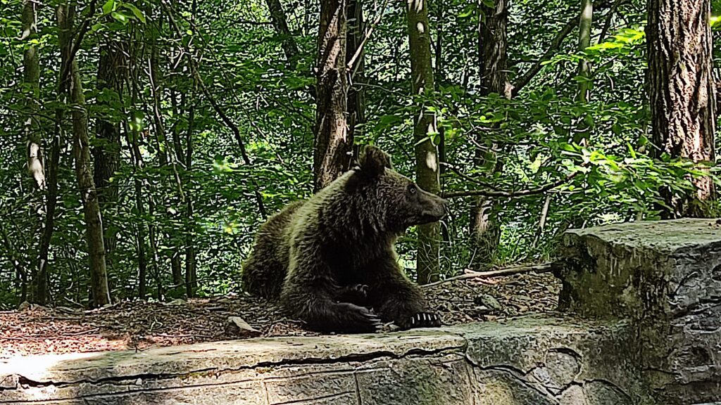 osos pardos en carretera de Transfăgărășan